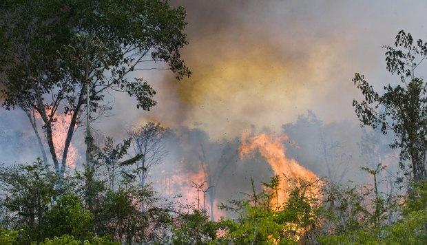 Brasil en crisis por deforestación en la selva amazónica