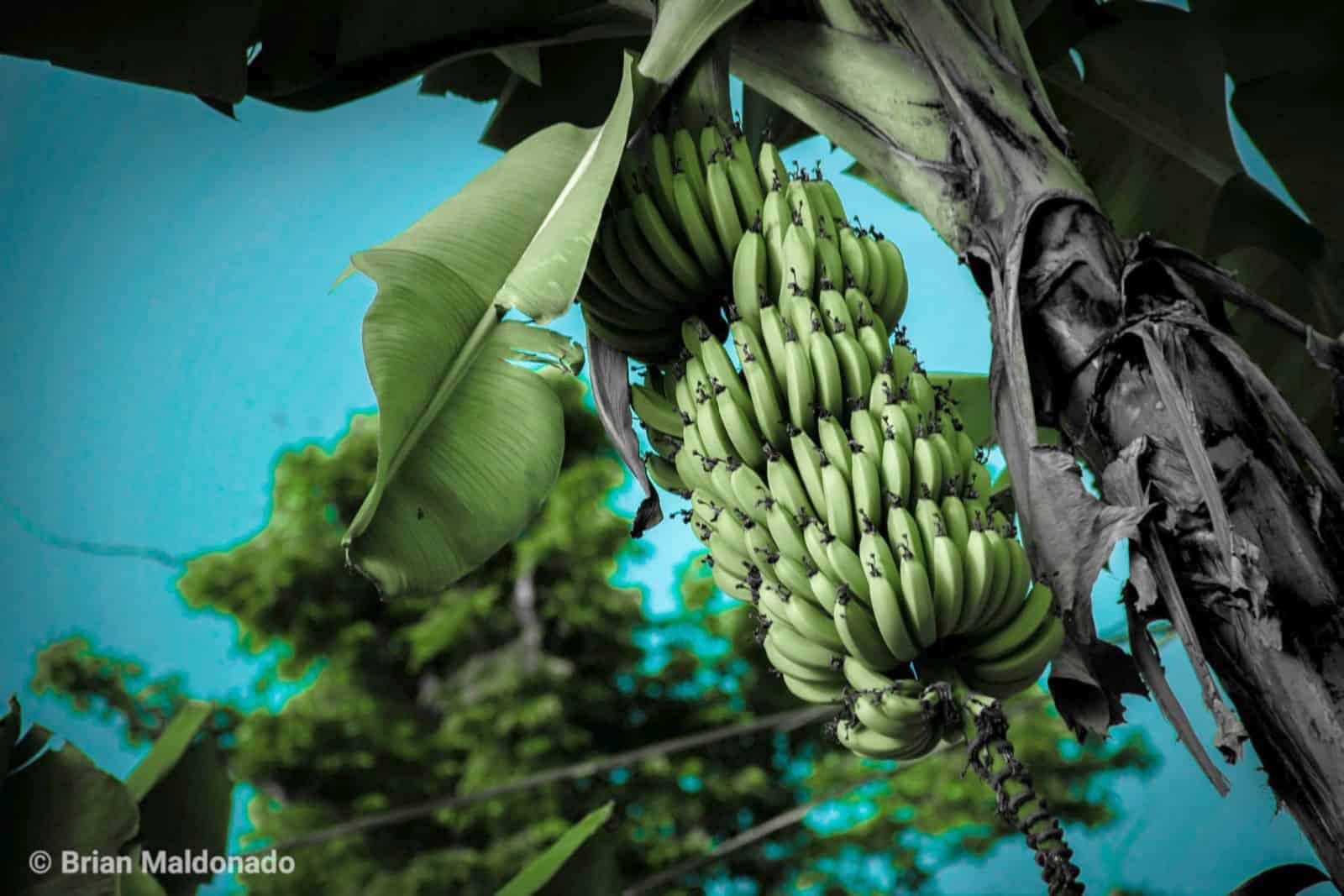 Agricultura prohíbe la importación de plátanos y guineos