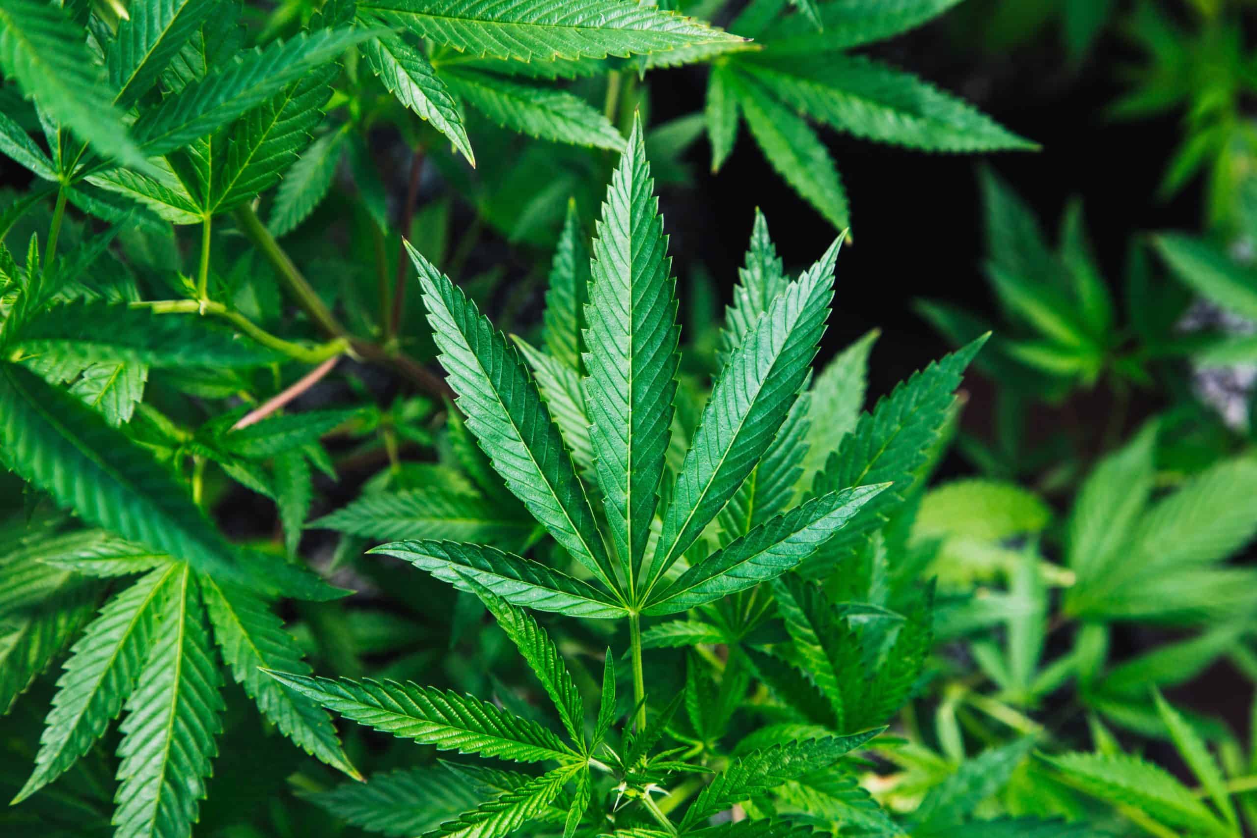 Senado aprueba proyecto sobre cannabis medicinal