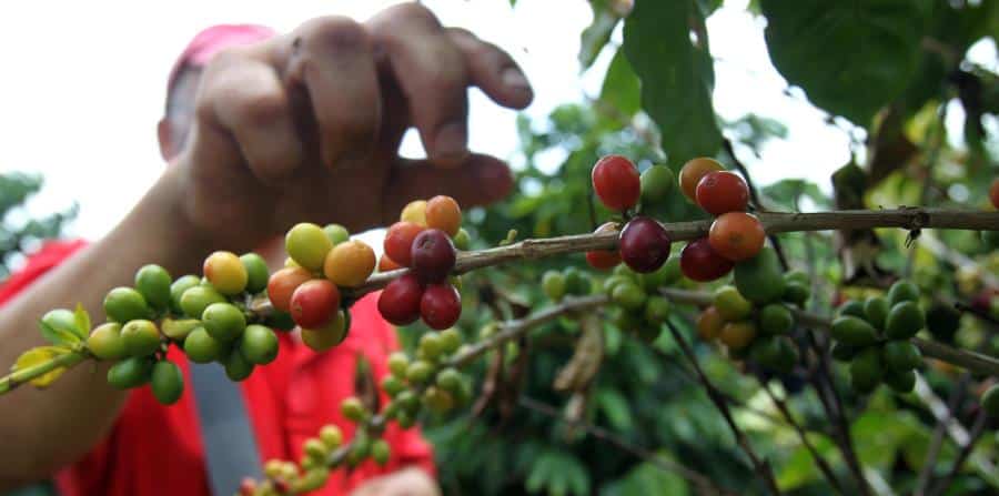 Tribunal ordena al secretario de Agricultura revele informes de venta de café desde el 2016 al presente