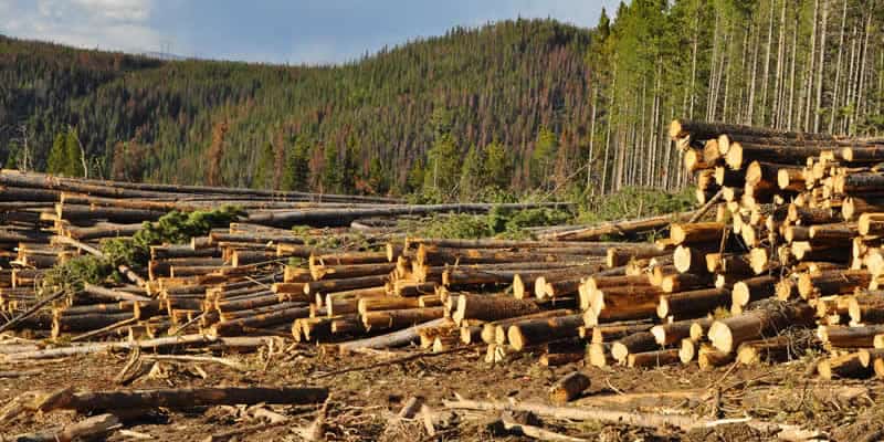 Ciudades estadounidenses están perdiendo 36 millones de árboles al año