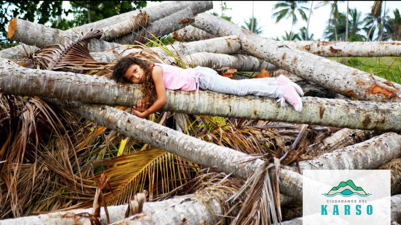 Piden que candidatos a gobernador se expresen sobre la tala masiva de árboles saludables en parques de Puerto Rico