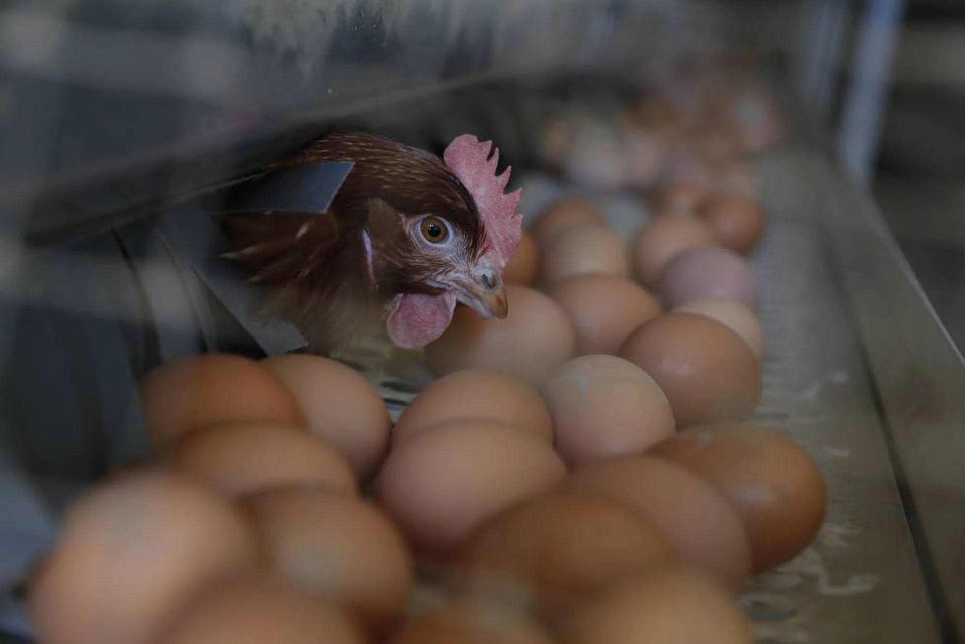 Repunte de COVID-19 acelera problema de mercado en producción de huevos