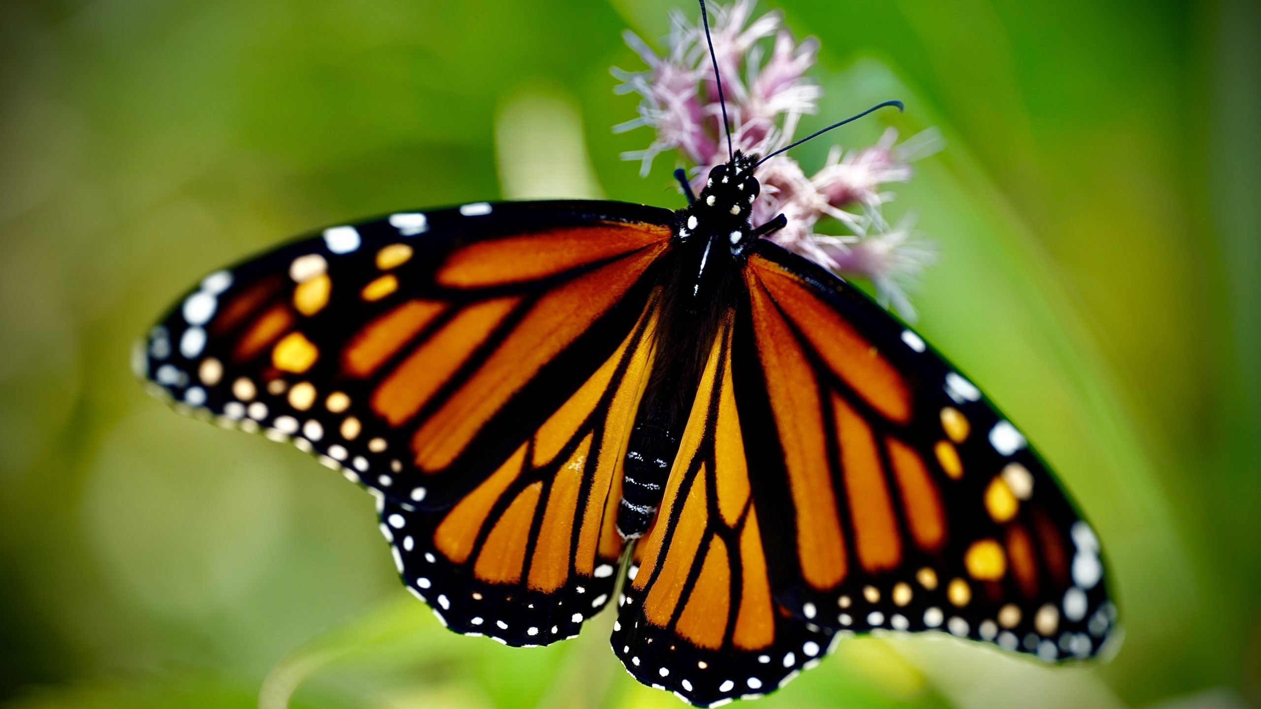 En peligro de extinción la mariposa monarca