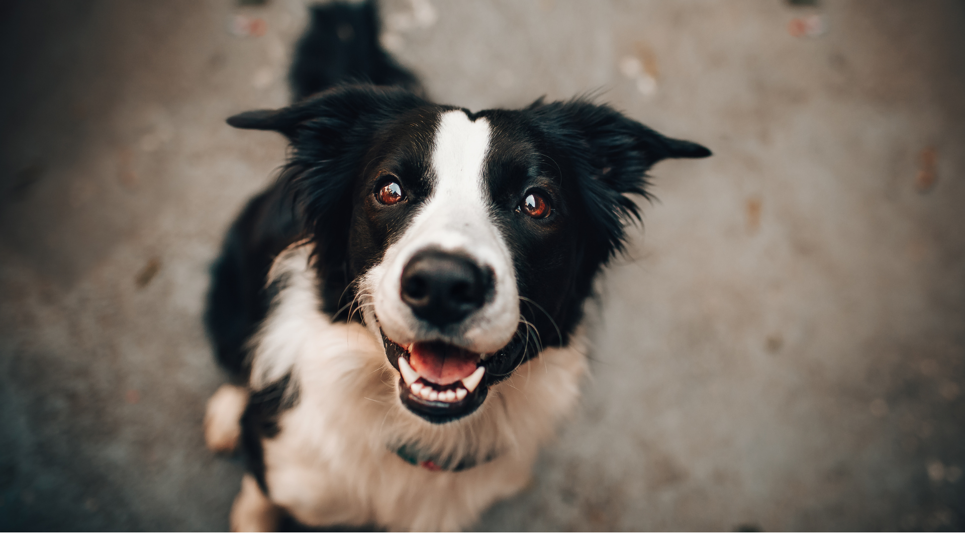 Estudio sugiere que perros pueden llorar de alegría al ver a sus dueños