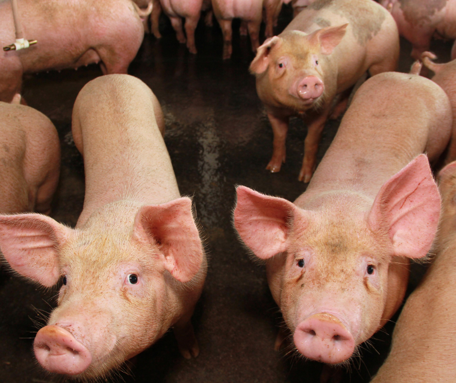 Científicos logran revivir órganos de cerdo con sangre artificial