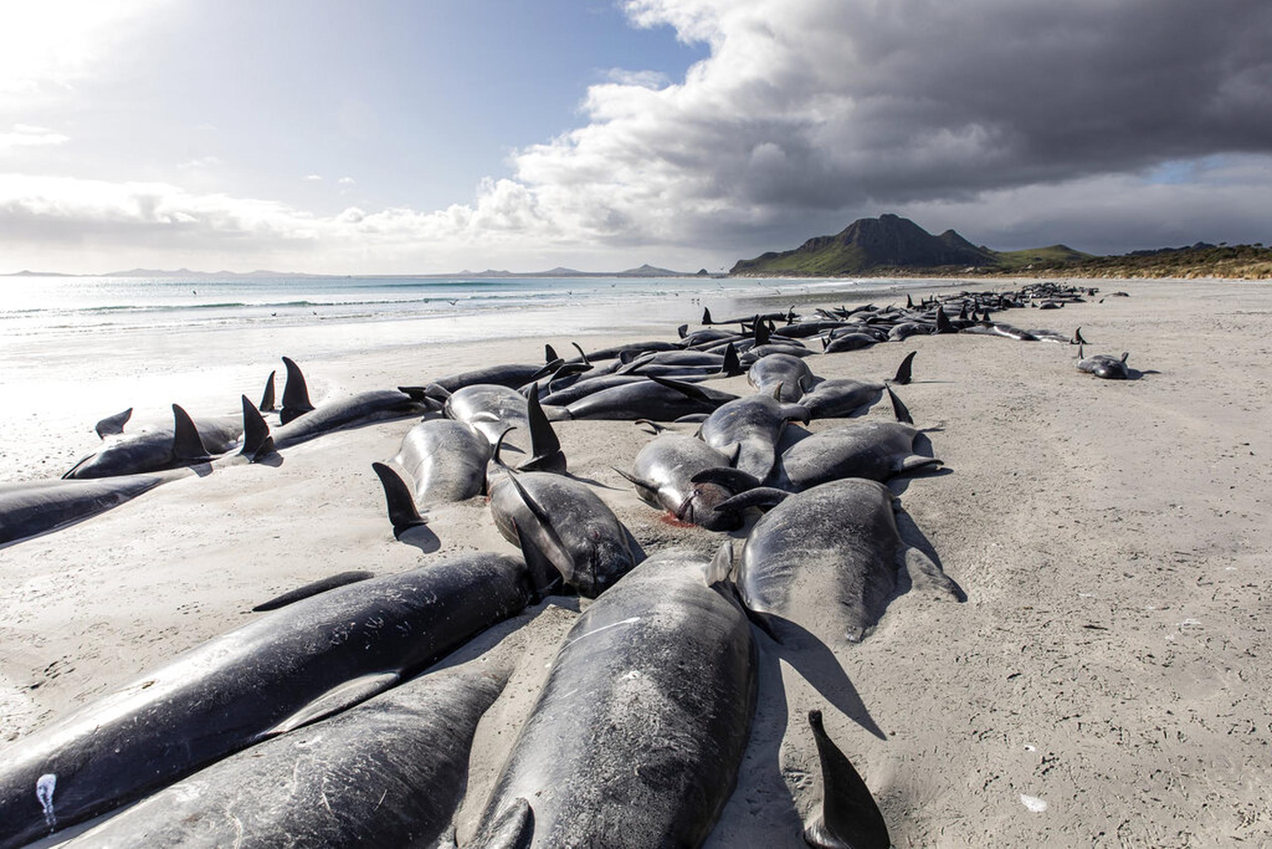 Mueren 477 ballenas en islas de Nueva Zelanda