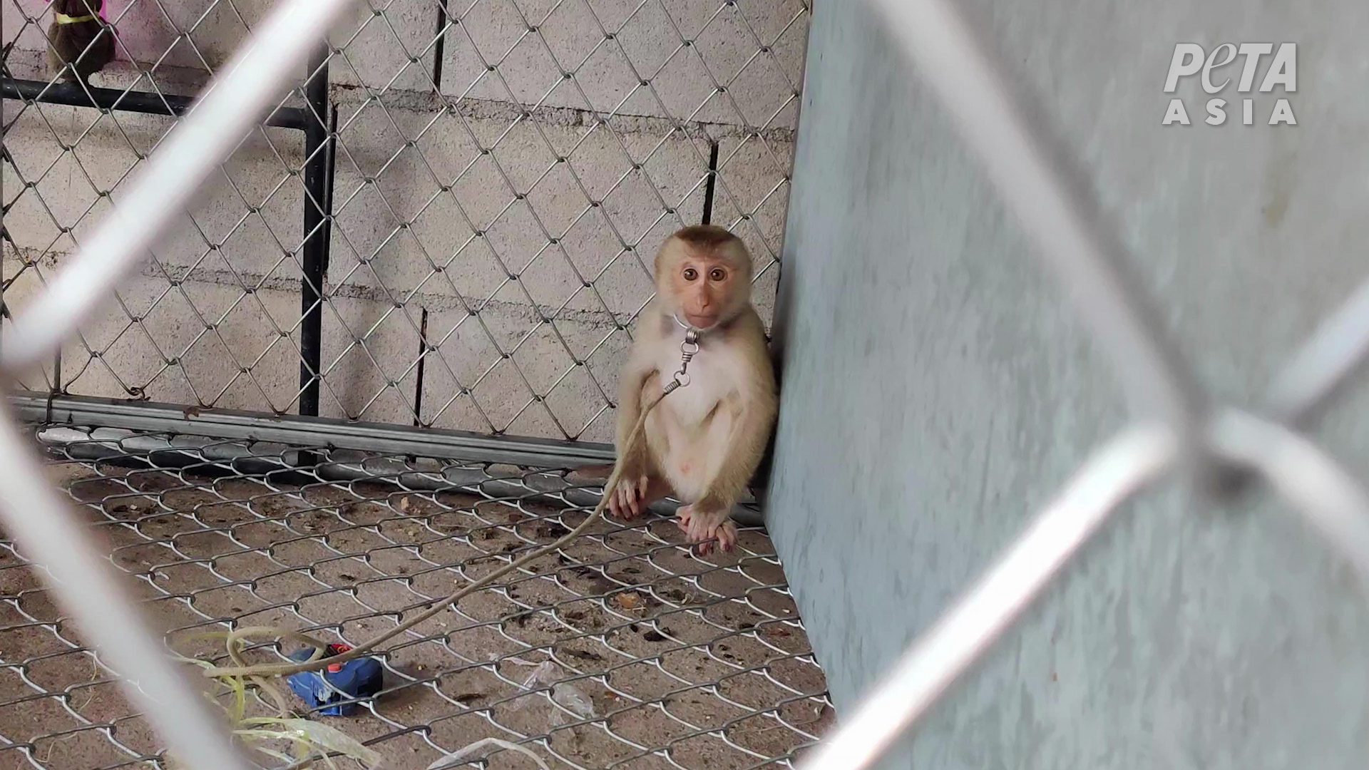 Continúa la investigación de explotación de monos en la industria de coco de Tailandia