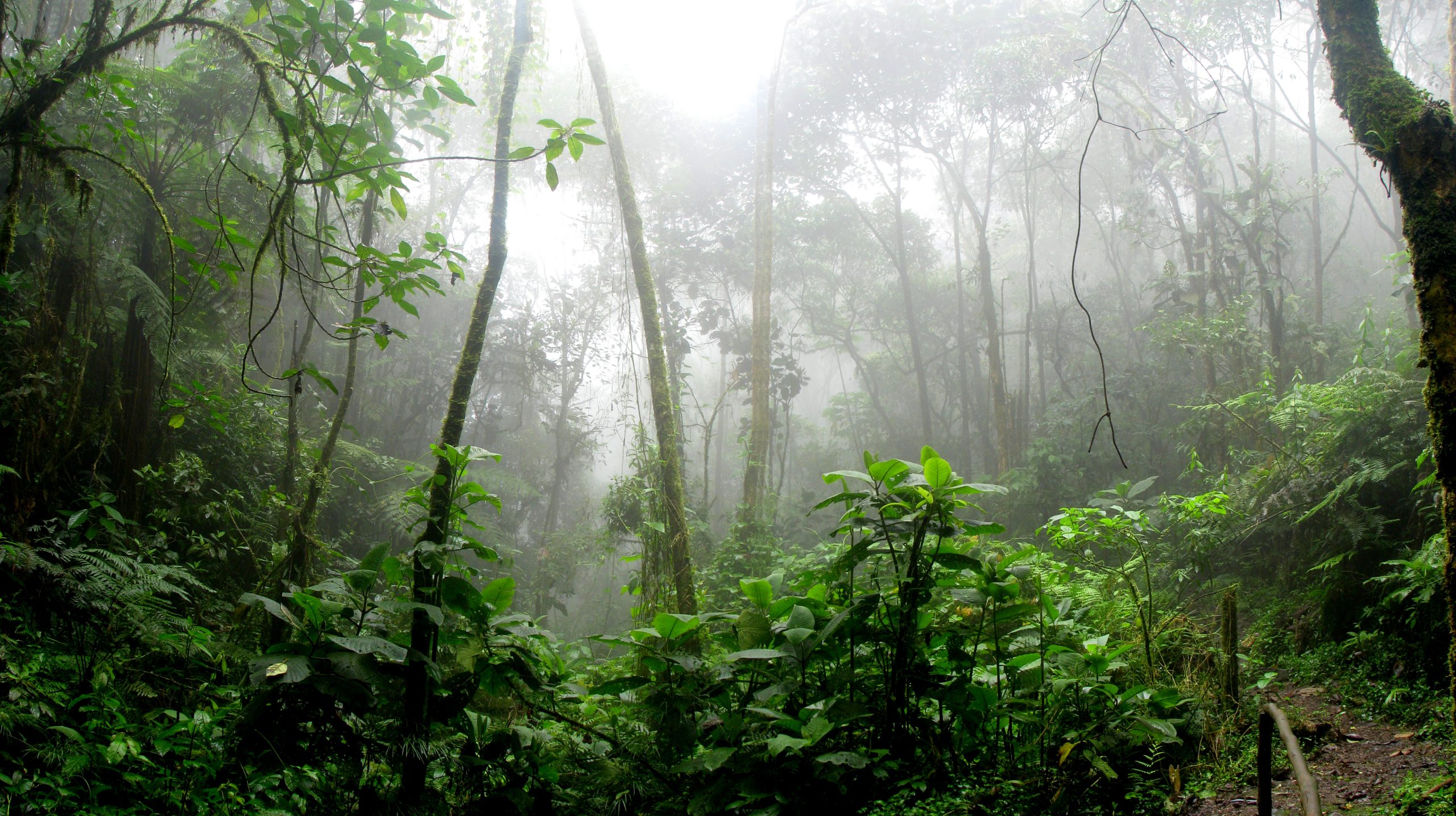 Brasil, Indonesia y la República del Congo se unen en contra de la deforestación