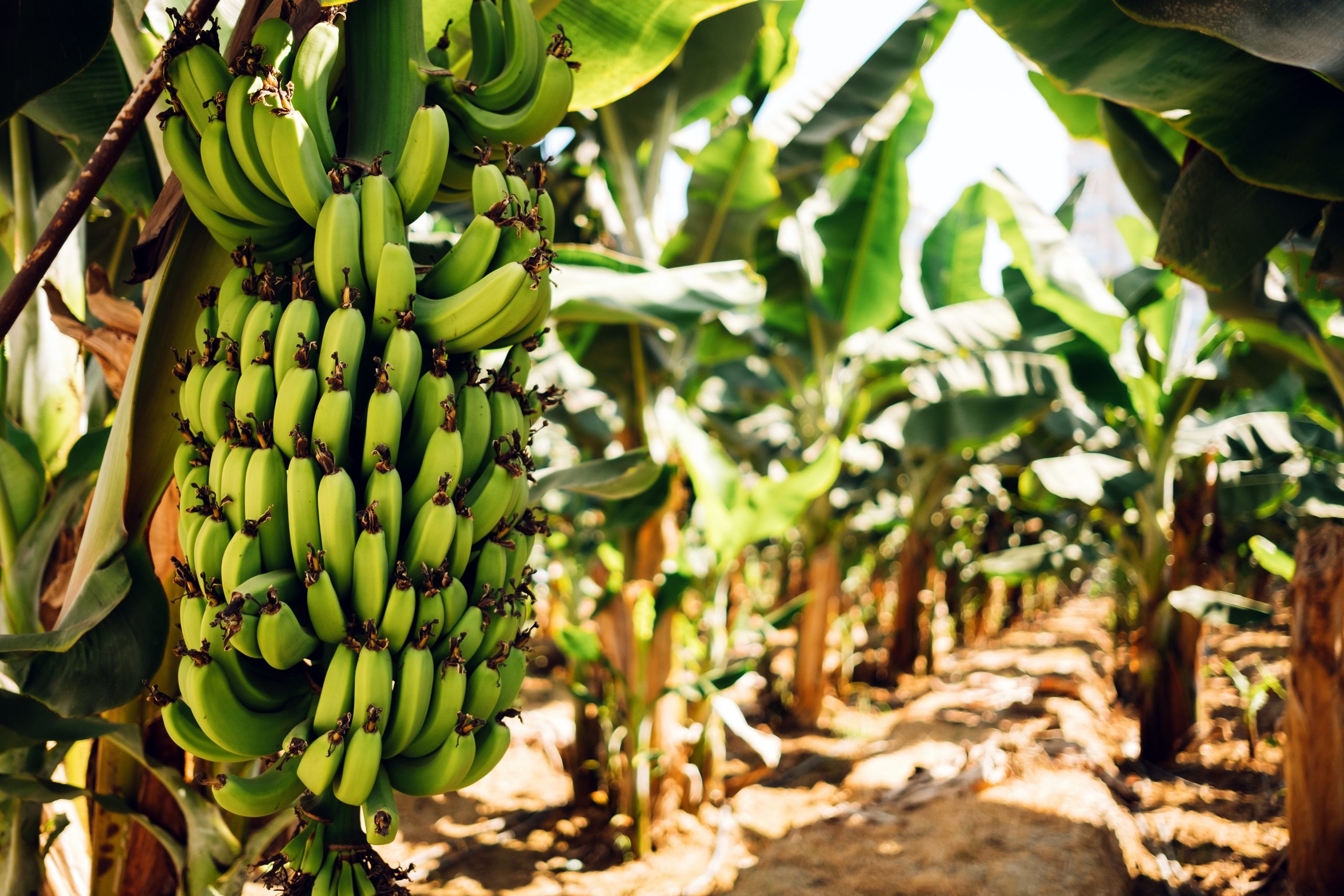 ¿Por qué en la escasez de guineos y plátanos, el Departamento de Agricultura decide importar a través de la misma agencia y evitar importadores privados?