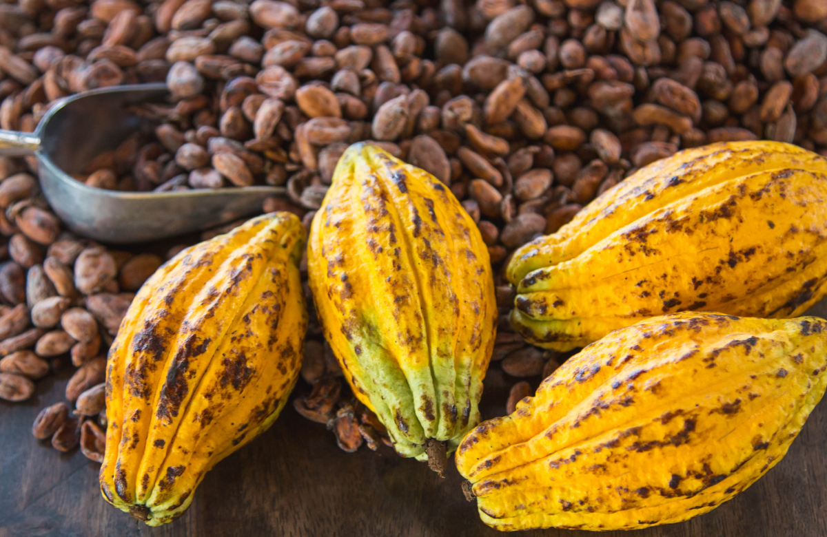 Turbulencia en el Mercado del Cacao